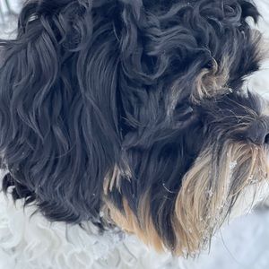 Meet your Posher, James